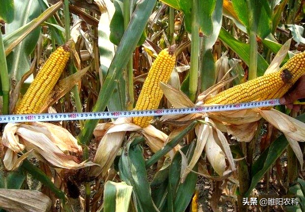 今年最新哪个玉米种高产,现在最高产的玉米新品种