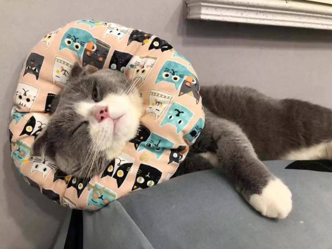 猫咪绝育头套需要戴几天,猫咪绝育后戴项圈不吃饭