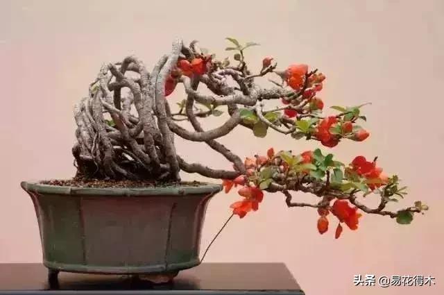 日本长寿梅欣赏,日本长寿梅盆景枝条养护