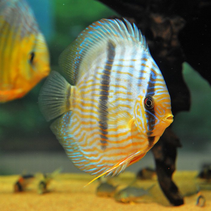 七彩神仙爱好者,野生七彩神仙开口