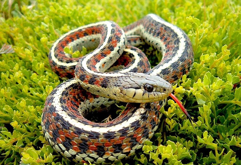 捕蛇奇人,河南奇人李群抓蛇