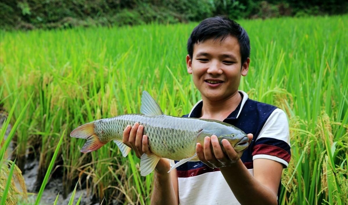 鱼稻共生养殖技术全部,稻鱼养殖的问题有哪些