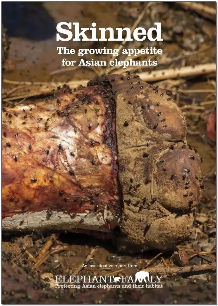 文玩背后的阴暗——鲜血淋漓惨不忍睹！人性居然能恶毒到如此地步