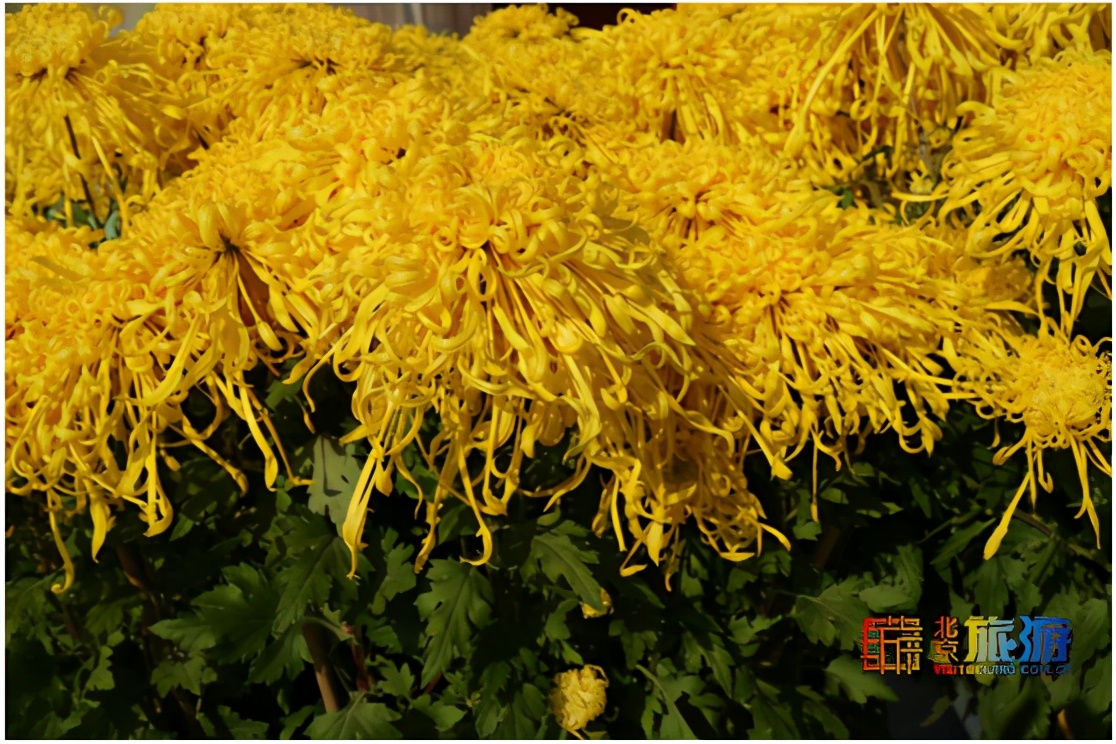 天坛公园最佳赏花时间,天坛必看的景点