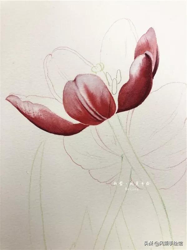 怎么用水彩笔画郁金香教程,粉色水彩郁金香怎么画图片