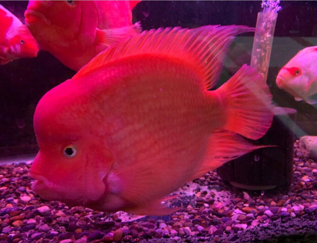 如何养好鹦鹉鱼身上的白点,鹦鹉鱼为什么身上有黑斑和烂尾