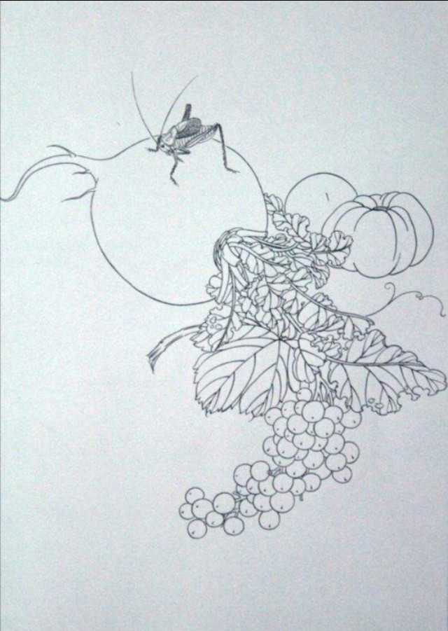 工笔勾线葡萄的画法,工笔画葡萄的上色画法步骤