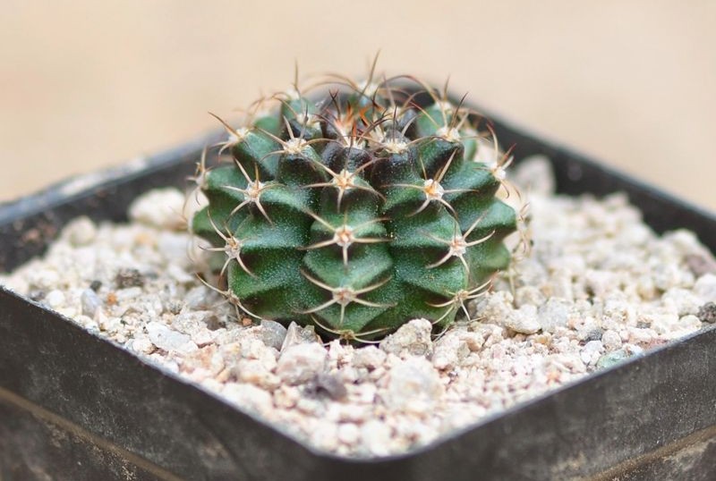 101个仙人球品种,101种仙人球开花图片