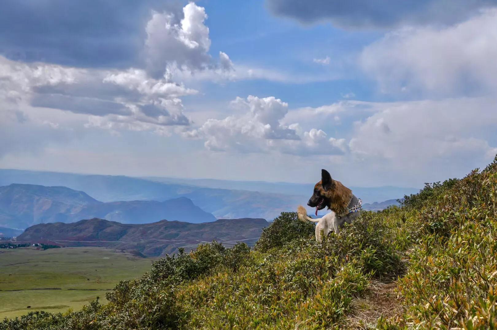 乌蒙大草原高山矮杜鹃,盘州市乌蒙大草原高山