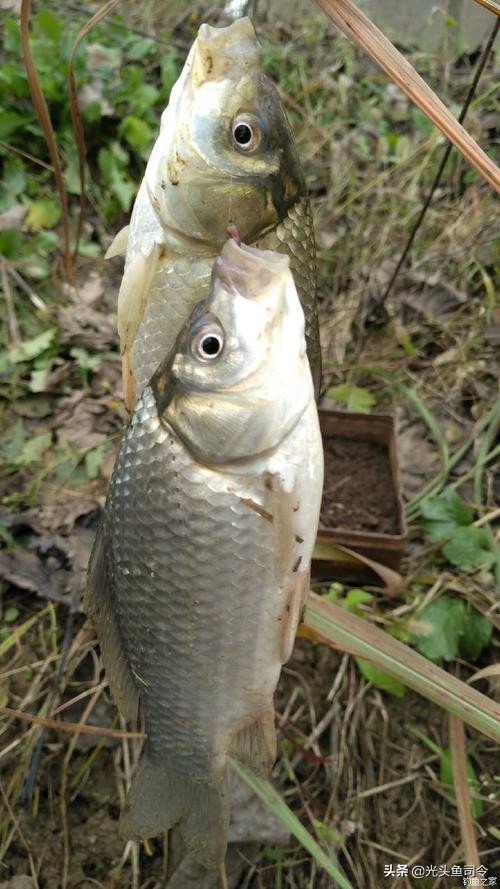 开好的拉丝粉加多了不雾化怎么办,为什么我调的饵料拉丝粉雾化不好
