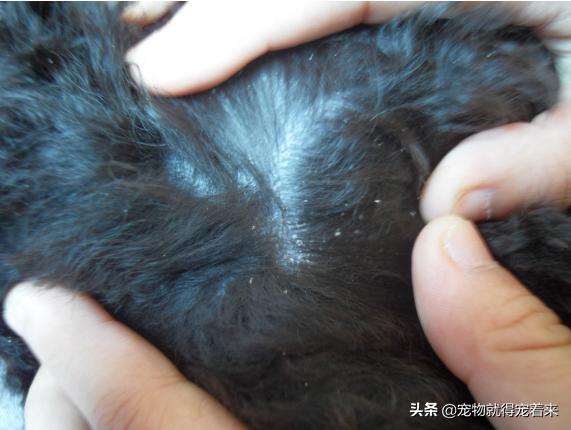 不掉毛的狗狗,狗狗掉毛季节是哪几月