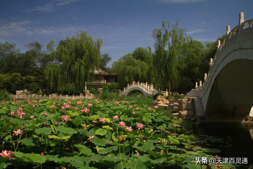 天津去哪里拍荷花最佳,天津荷花观赏地点