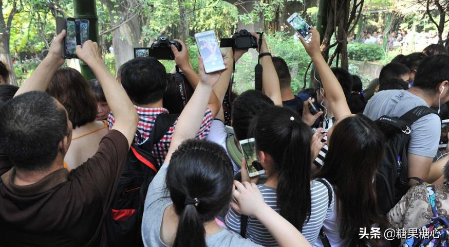 你们想要去四川看熊猫吗,来成都看熊猫一定要来熊猫谷