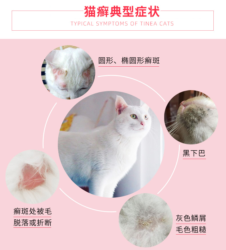 猫狗常见病有哪些症状图片,猫狗皮肤病怎么鉴别