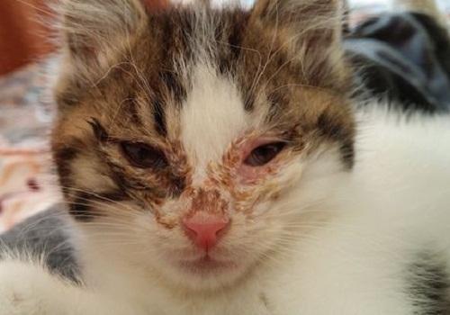 猫眼睛红肿流眼泪是怎么回事,猫眼睛红肿流眼泪发炎打喷嚏