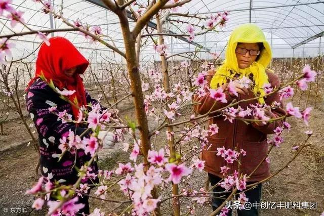 桃树都开花了怎么回事,桃树开花特别少