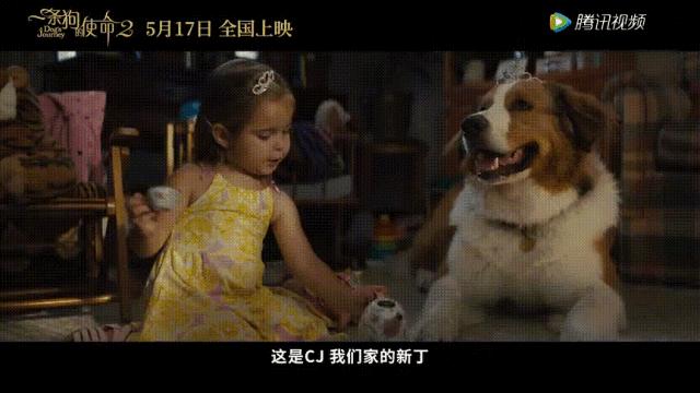 一条狗的使命2集锦,一条狗的使命2催泪片段