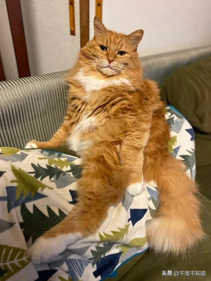 岛国妹子养的超萌小奶猫，几个月后变成巨兽了