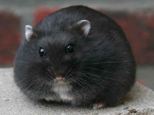 仓鼠太过于活泼了怎么办,仓鼠太好动怎么办