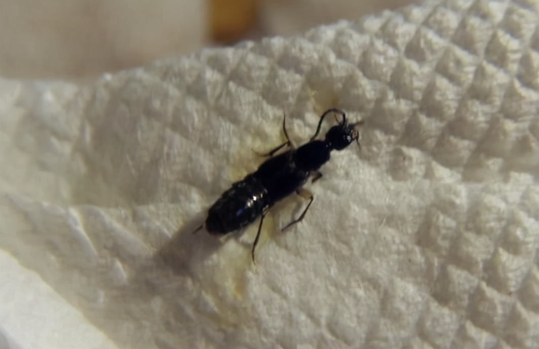 会喷圆形绿色毒液的黑毒蚂蚁,带翅膀的蚂蚁是什么蚂蚁有毒吗