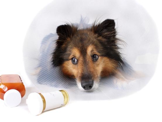 狗狗一直啃咬手怎么回事,狗狗一直抓挠啃咬身体要怎么办