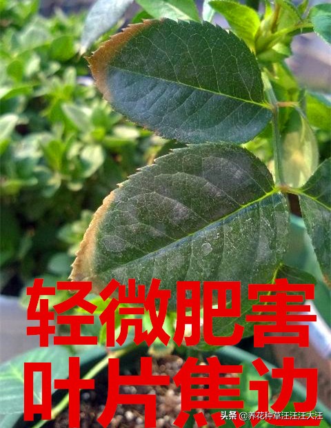 月季肥害的症状及解救方法,磷钾含量太高会对月季造成肥害吗