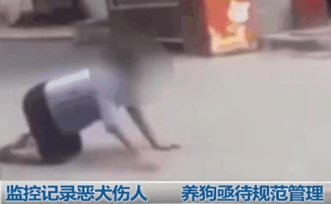 被小狗咬了得狂犬病的概率有多大,被狗咬得狂犬病学狗叫视频