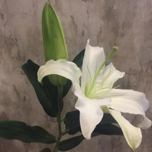 百合花的寓意和象征,送百合花代表什么寓意和象征