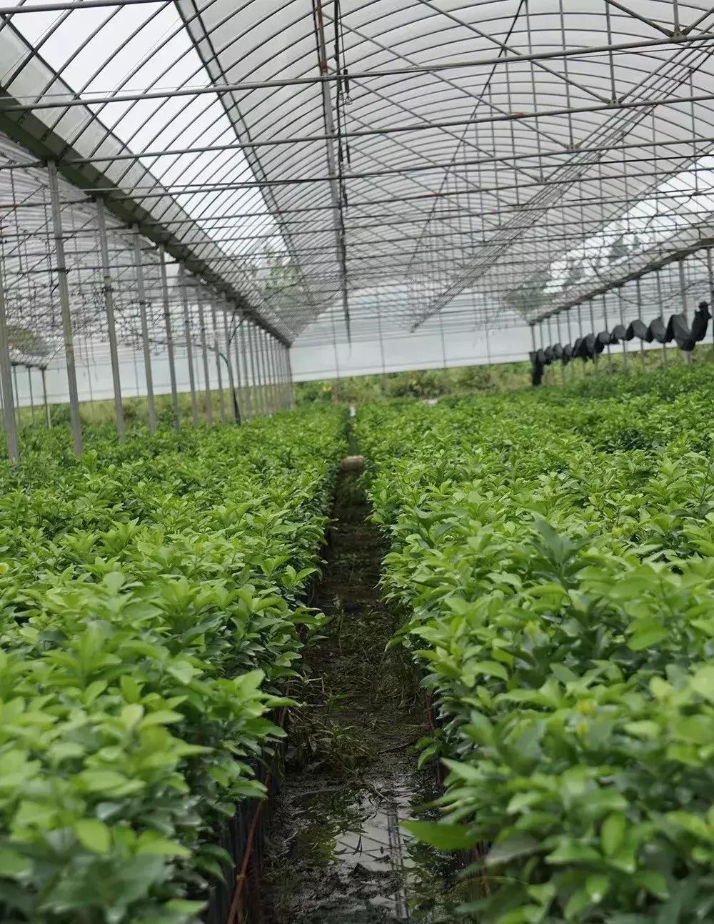 金秋砂糖桔砧木用什么好,香橙和枳壳砧木嫁接沃柑哪个更好