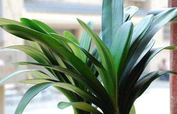 养花根太细是怎么回事,养花烂根是怎么回事