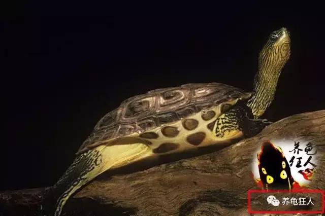 中华花龟和台湾花龟有什么区别,斑纹草龟和普通草龟的区别