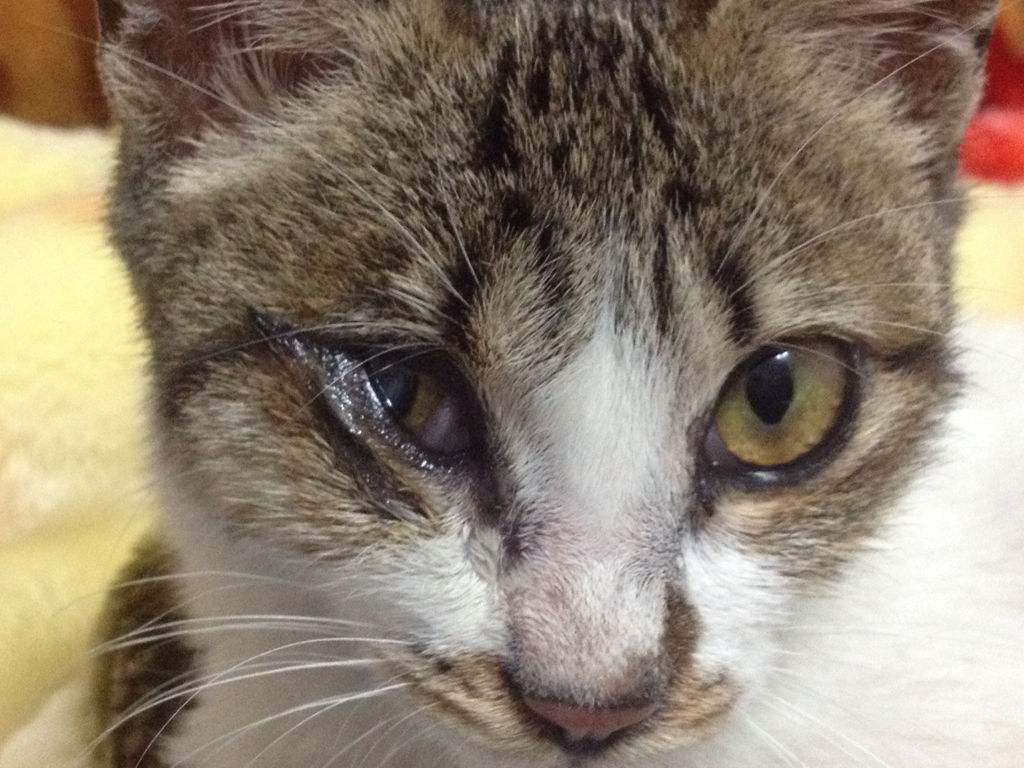 猫咪辟谣,猫咪晚上的视力是什么样的