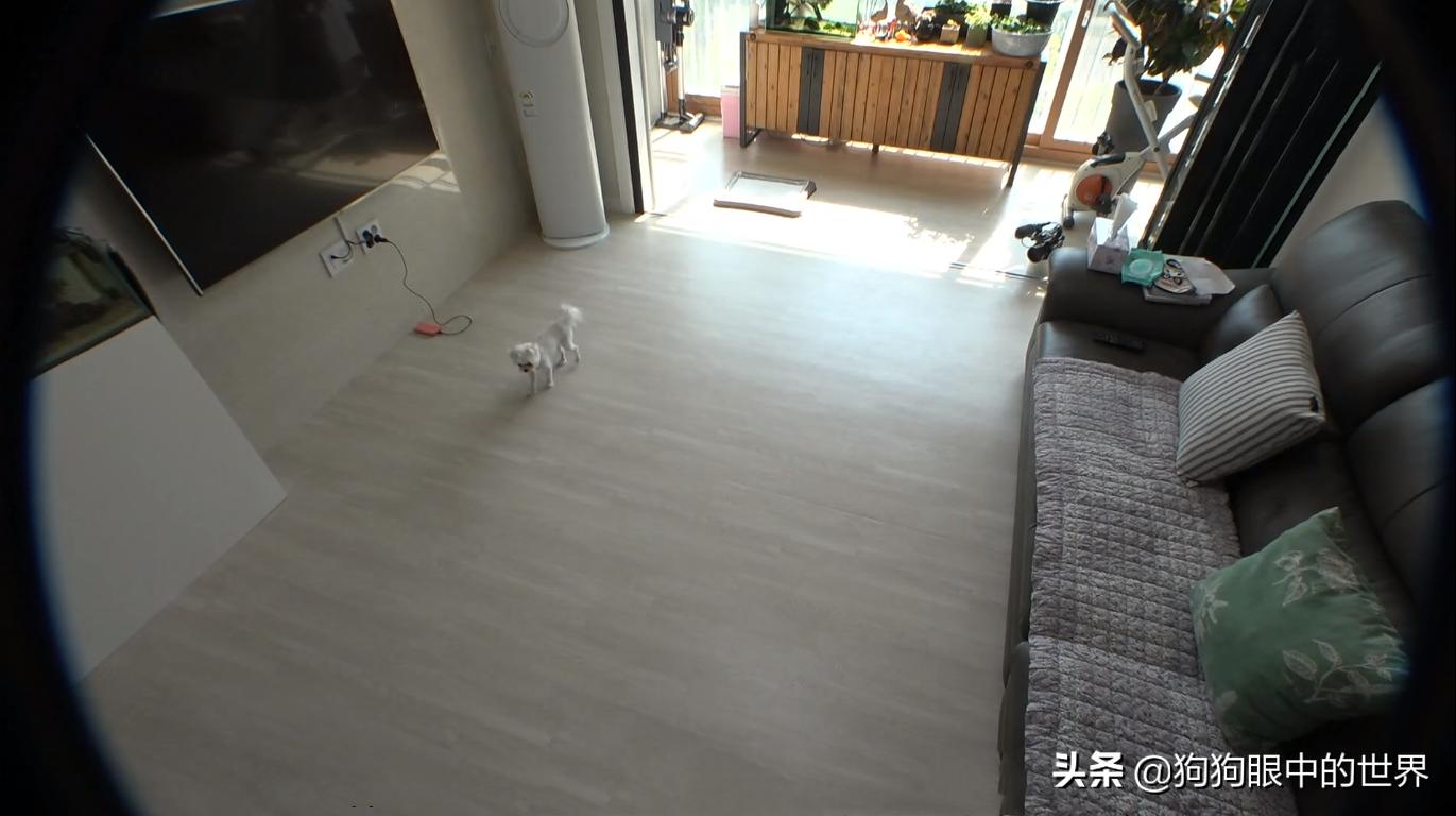 狗狗一直转圈圈还用爪子刨被子,狗狗每天都趴又拉又吐