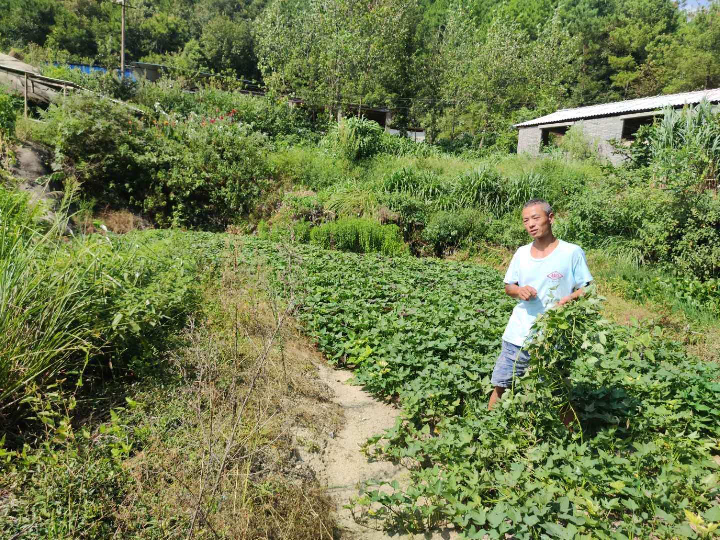 助农致富的“爱心养猪场“一一，记岳阳县公田镇佳仪生态农庄业主陈志祥