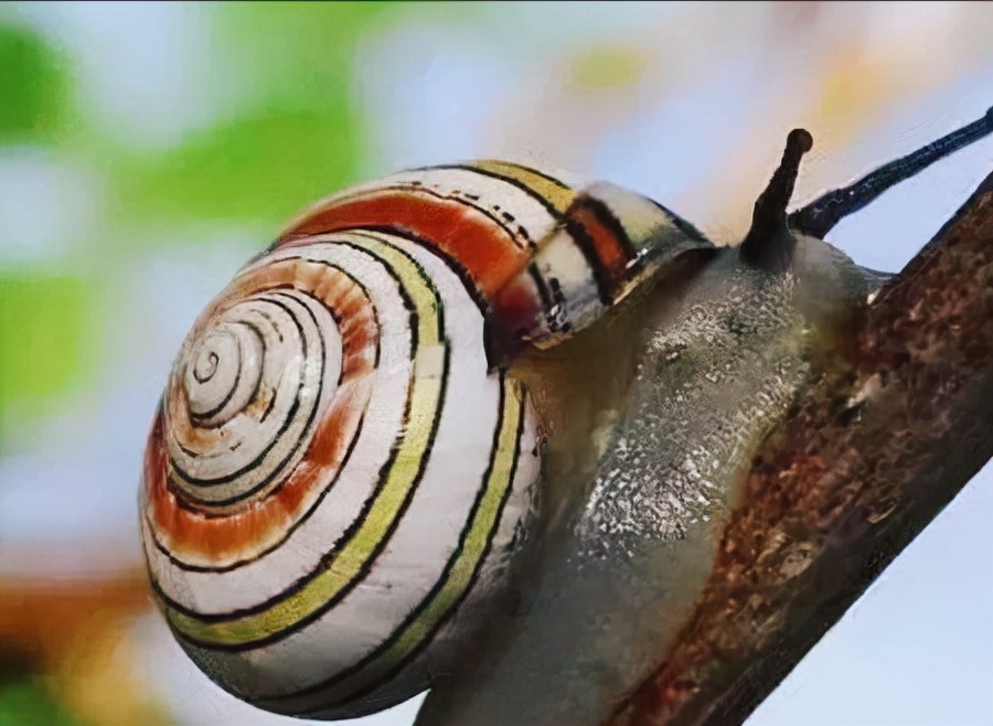 蜗牛有哪些基本知识,蜗牛的舌头有什么特点