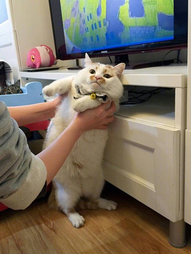 猫总是欺负狗狗怎么办,为什么家里的猫老爱欺负孩子