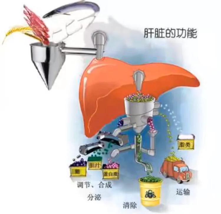 解酒护肝心肝宝贝,心肝宝贝护肝