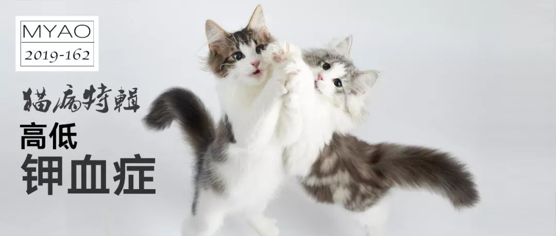 猫病系列视频,猫咪高钾血症怎么治疗