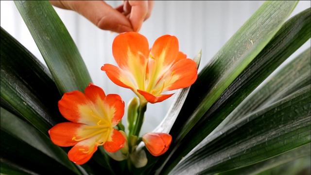 君子兰开花怎么养护和浇水方法,君子兰要开花时怎么浇水最好