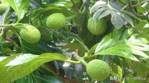 外表像榴莲的菠萝蜜,像菠萝蜜但不是菠萝蜜