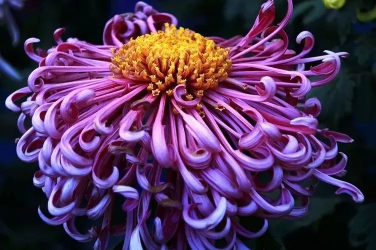 花中四君子菊花,花中四君子菊花的简介