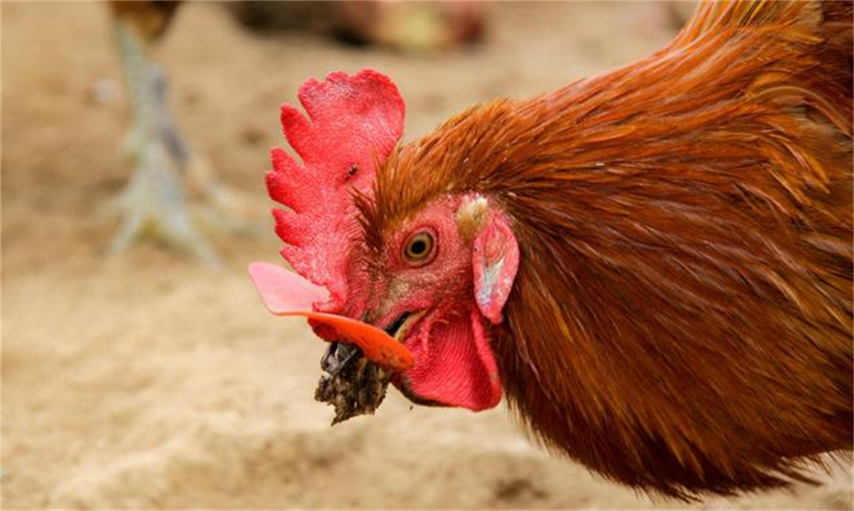 大公鸡可是蜈蚣的克星,大公鸡为什么吃了蜈蚣就要啄人