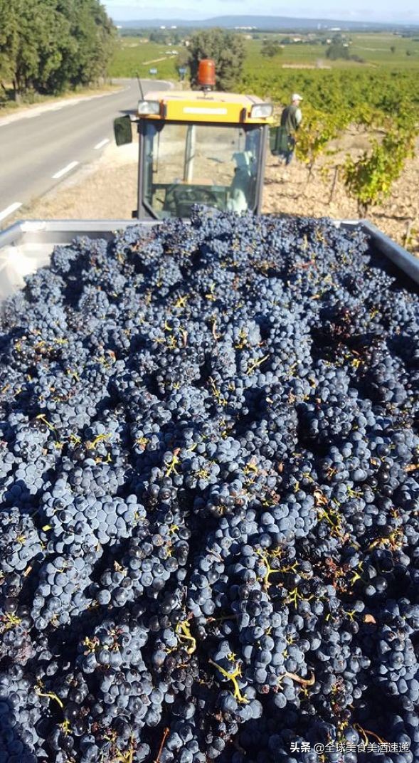 法国葡萄园工人收入,在法国葡萄酒厂打工赚钱吗