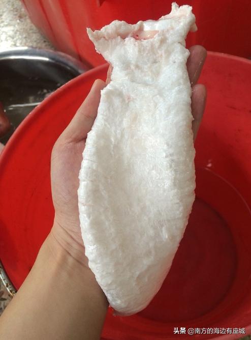 什么是鱼胶？鱼泡是怎样成为鱼胶的，整个蜕变中你不知道的秘密