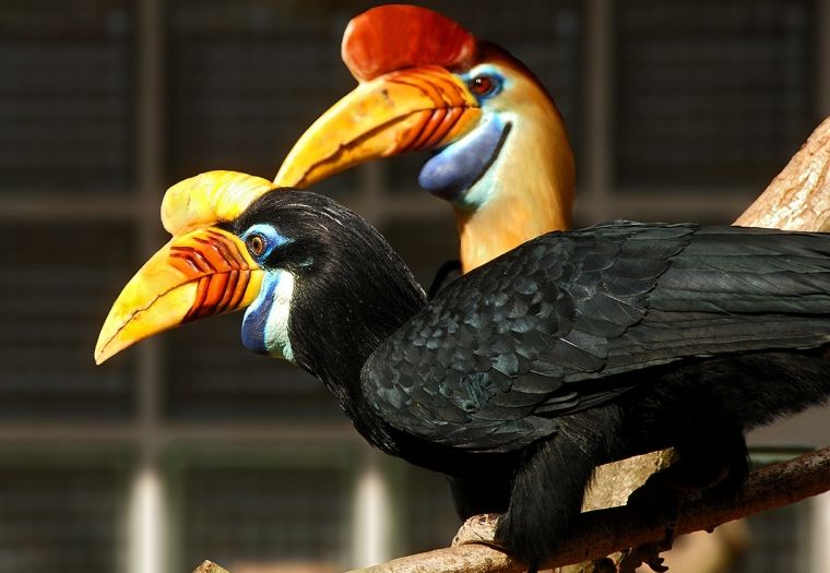 文玩界的一红二黑三白有什么功效,文玩中的一红二黑三白是什么