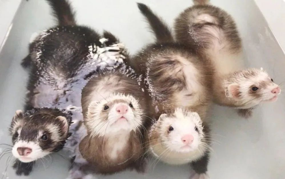 安格鲁貂和玛雪儿貂哪个性格好,可爱安格鲁貂