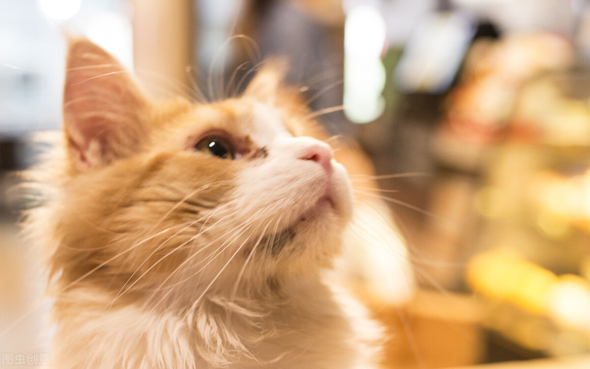 猫咪乱尿尿是报复你吗,猫咪乱尿后会怕主人吗