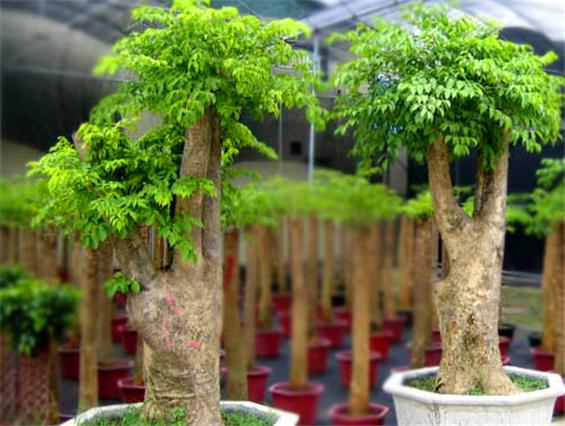 幸福树养老桩全记录,幸福树闷根枯叶挽救方法