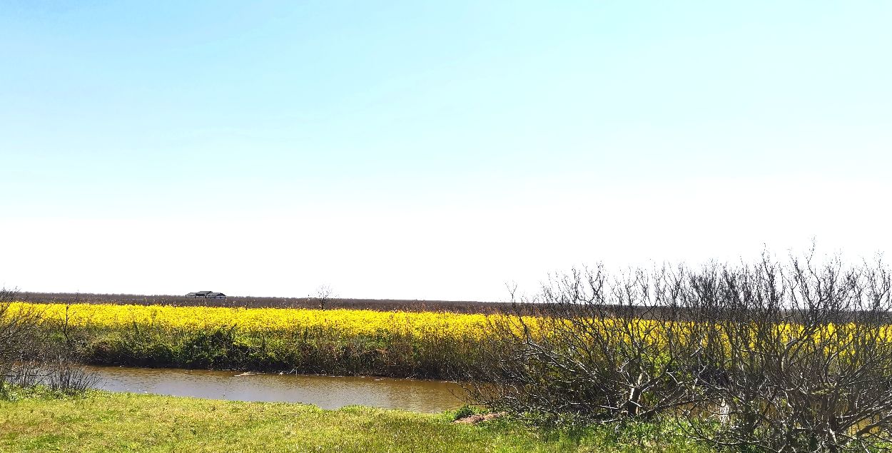 崇明岛东滩湿地公园附近美食,崇明岛东滩湿地公园