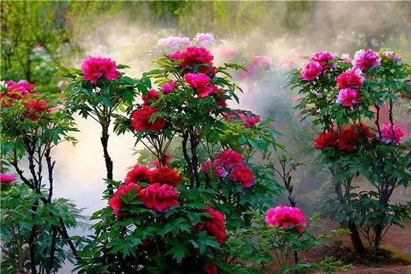 聊城姜堤乐园攻略,聊城姜堤乐园的全景